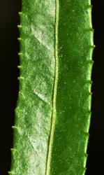 Image: P.B. Heenan © Landcare Research 2014 
